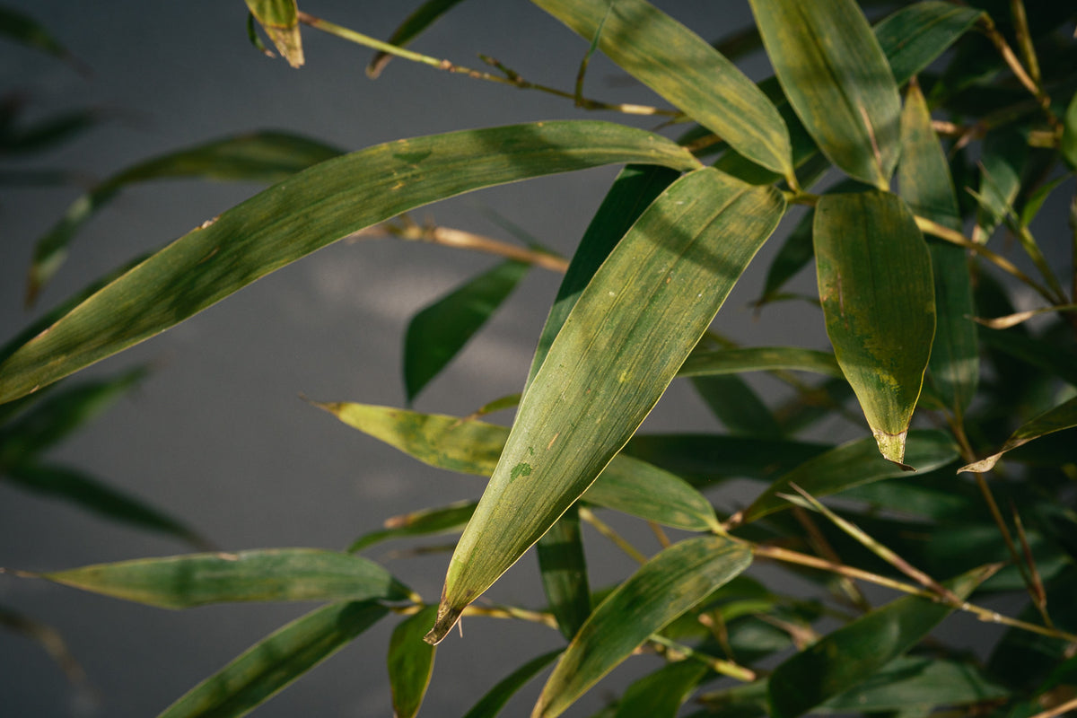 Bamboo Aurea - Vaso Ø33