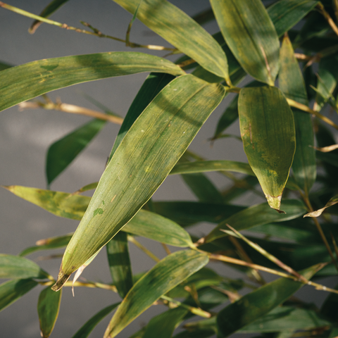 Bamboo Aurea - Vaso 26