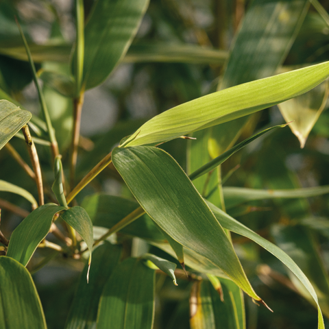 Bamboo Bissetti - Vaso 26
