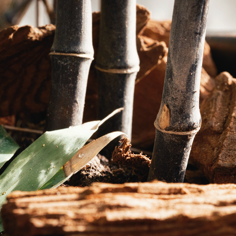 Bamboo Nigra - Vaso 26