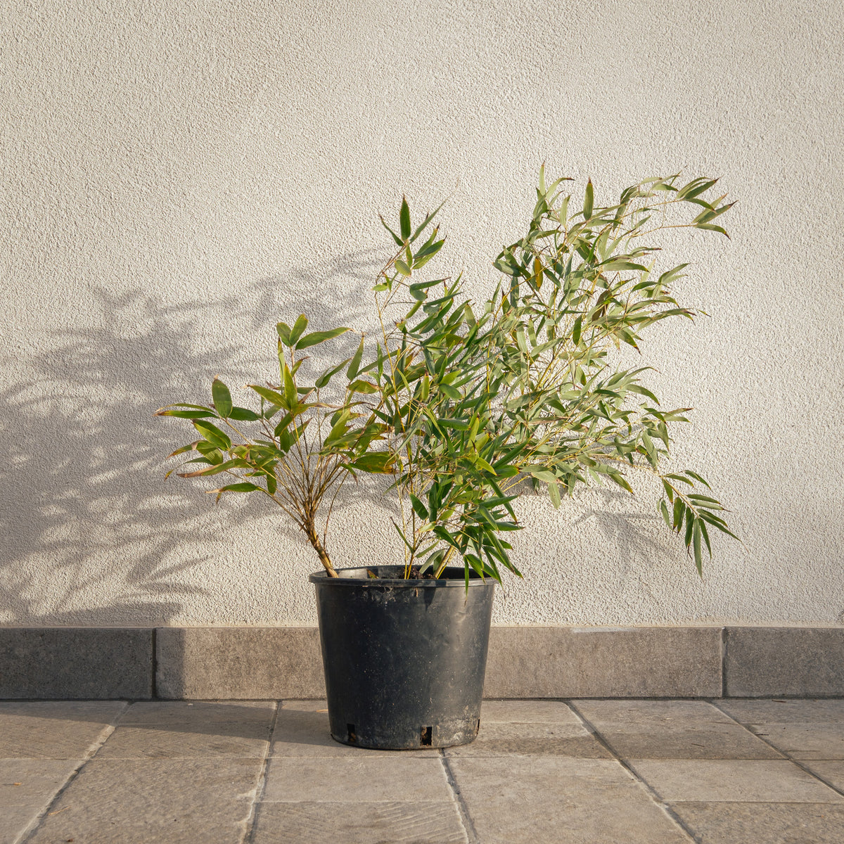 Bamboo Moso - Vaso Ø20